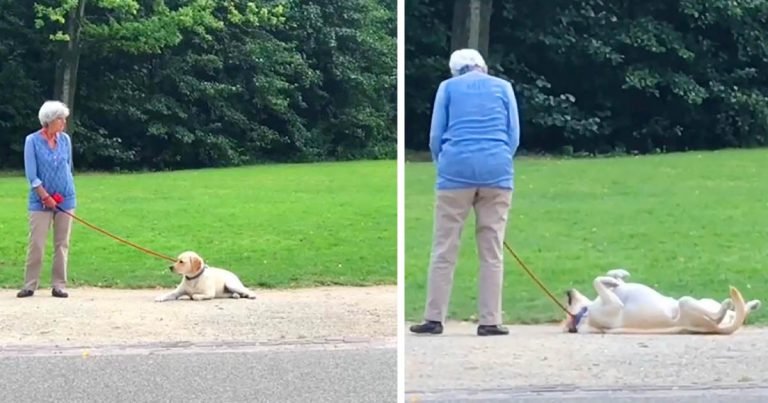 Adorable perro juega a hacerse el muerto para no tener que salir del parque