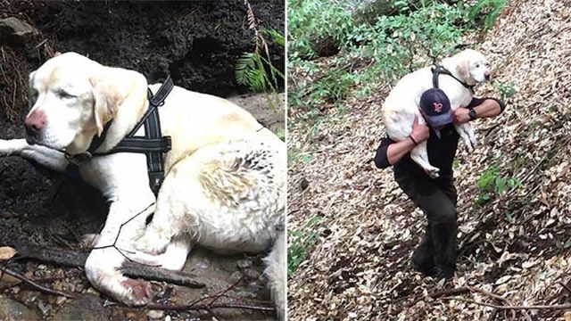 Bombero rescata a perrita ciega perdida