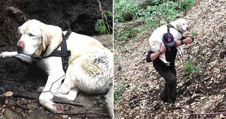 Bombero rescata a perrita ciega perdida