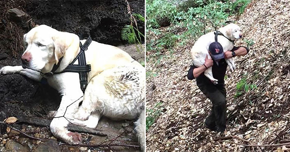 Bombero rescata a perrita ciega perdida