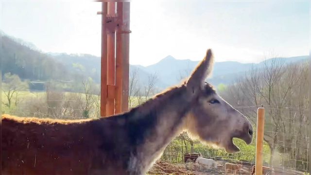 Burro rebuzna de felicidad al conseguir la libertad después de 8 años viviendo atado