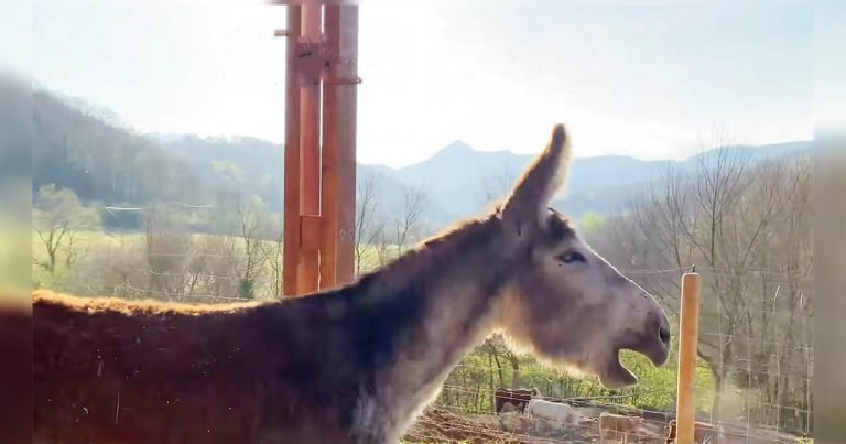 Burro rebuzna de felicidad al conseguir la libertad después de 8 años viviendo atado