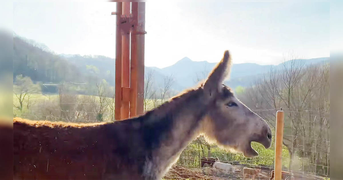 Burro rebuzna de felicidad al conseguir la libertad después de 8 años viviendo atado