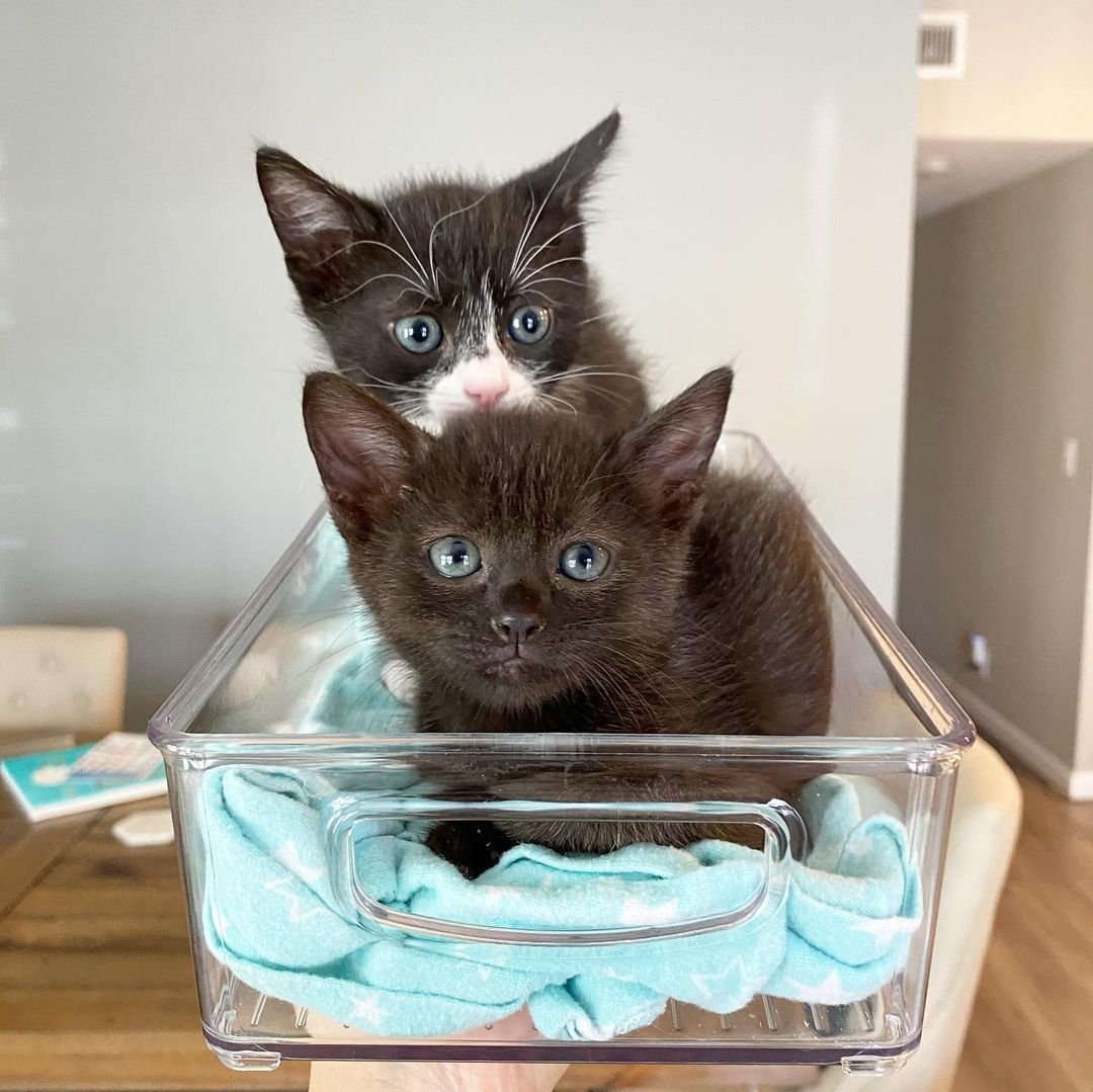 Dos gatitos rescatados