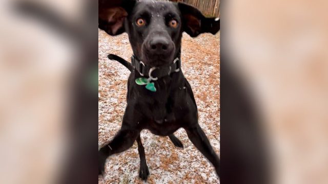 Este perro no lo puede creer cuando ve la nieve por primera vez