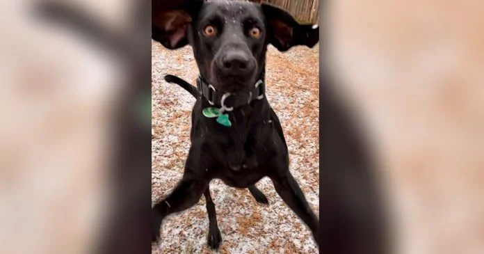 Este perro no lo puede creer cuando ve la nieve por primera vez