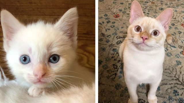 Familia cuida de un gatito y resultó ser el gato que nunca supieron que necesitaban
