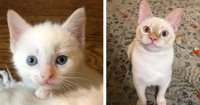 Familia cuida de un gatito y resultó ser el gato que nunca supieron que necesitaban