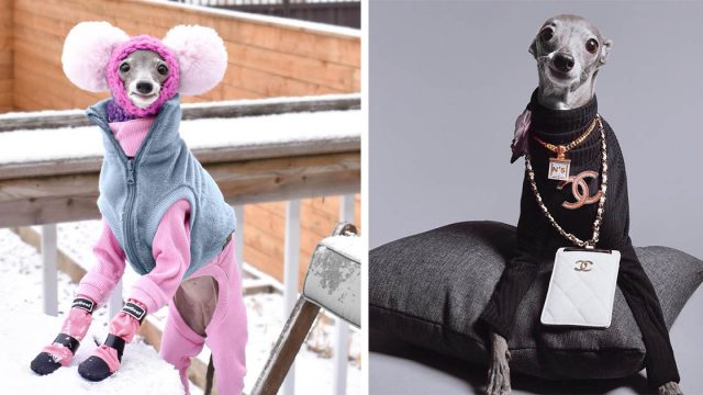 Galgo italiano llama la atención a donde va con sus nuevas tendencias de moda
