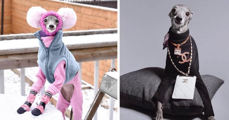 Galgo italiano llama la atención a donde va con sus nuevas tendencias de moda