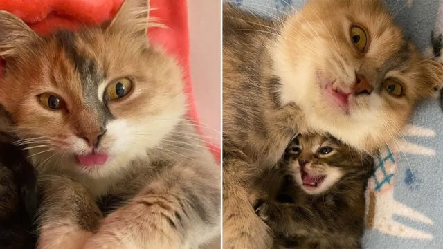 Gata muy feliz de que sus gatitos prosperen