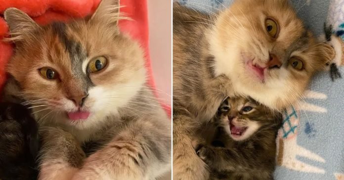 Gata muy feliz de que sus gatitos prosperen