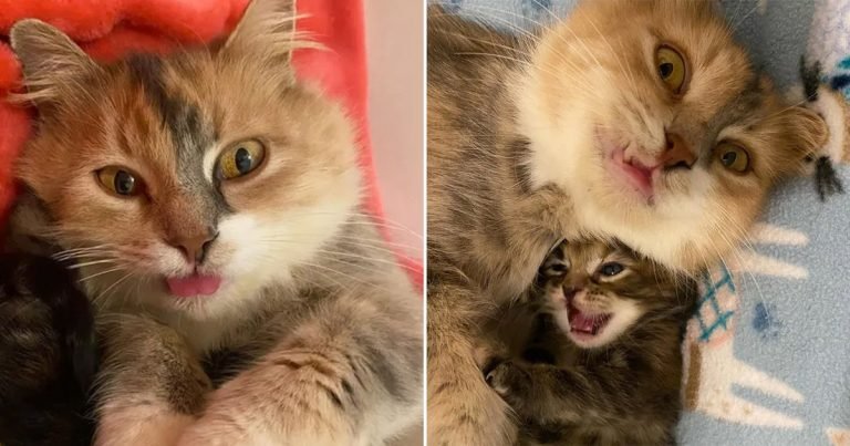Gata muy feliz de que sus gatitos prosperen
