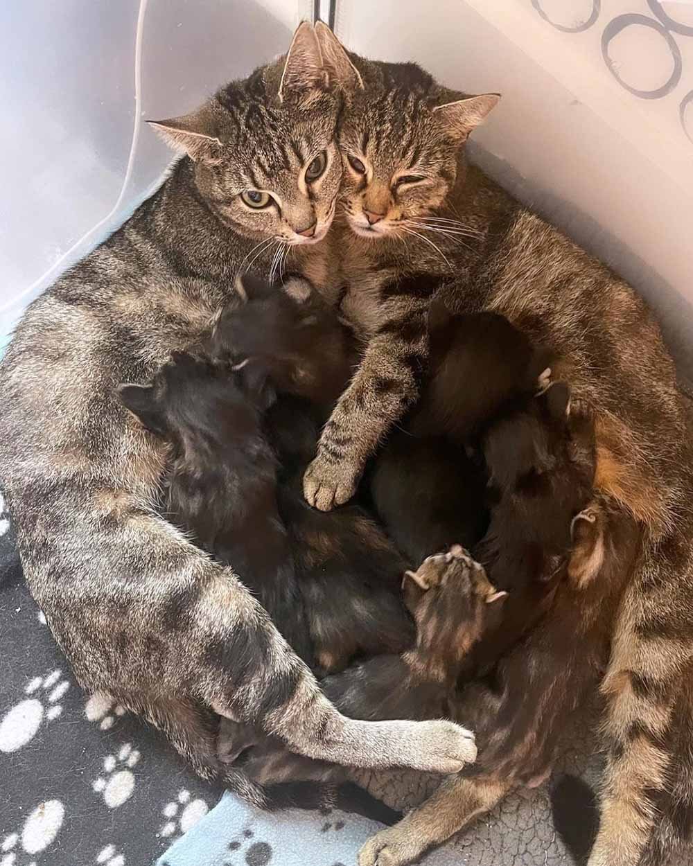 Gatitas y sus crías