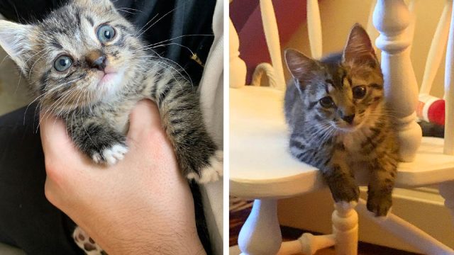 Gatito aparece en un apartamento, lo convierte en su hogar y ahora es el jefe