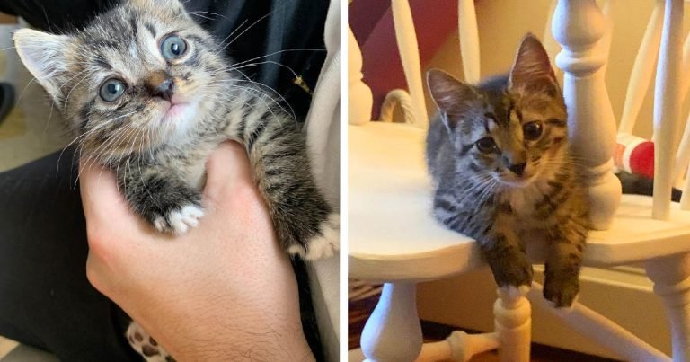 Gatito aparece en un apartamento, lo convierte en su hogar y ahora es el jefe