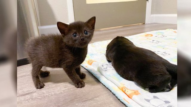 Gatito descubre un gato de aspecto extraño en la guardería y se convierten en amigos