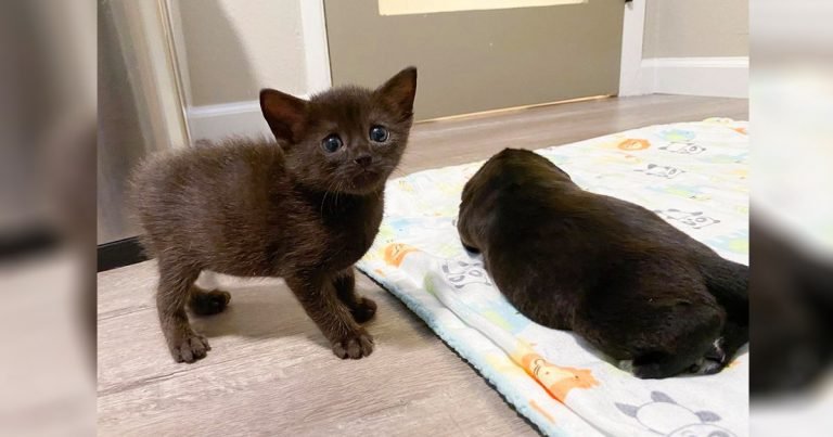 Gatito descubre un gato de aspecto extraño en la guardería y se convierten en amigos