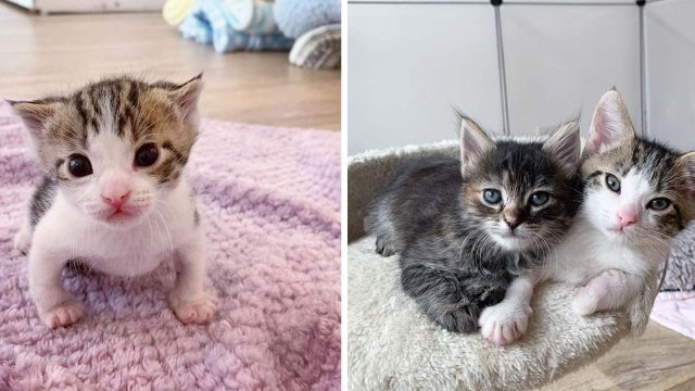 Gatito encontrado en el frío se convierte en un gato fuerte con un amigo
