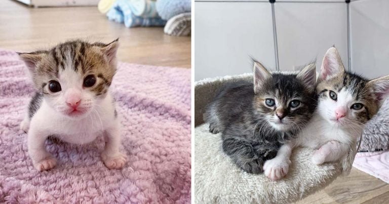 Gatito encontrado en el frío se convierte en un gato fuerte con un amigo