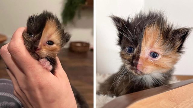 Gatito encontrado en una pared parece que fuera dos gatos diferentes