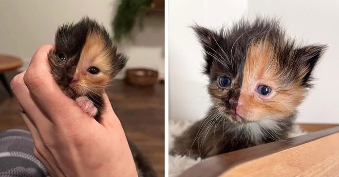 Gatito encontrado en una pared parece que fuera dos gatos diferentes