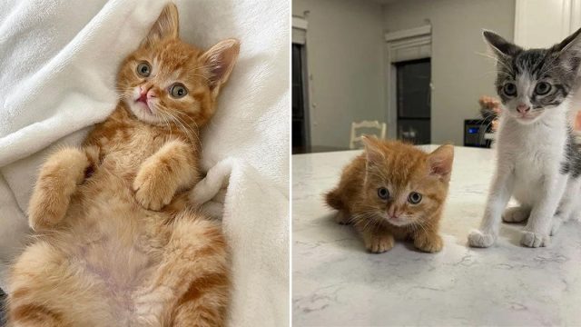 Gatito no puede contener su emoción