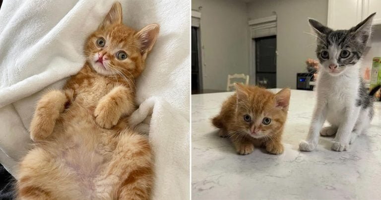 Gatito no puede contener su emoción