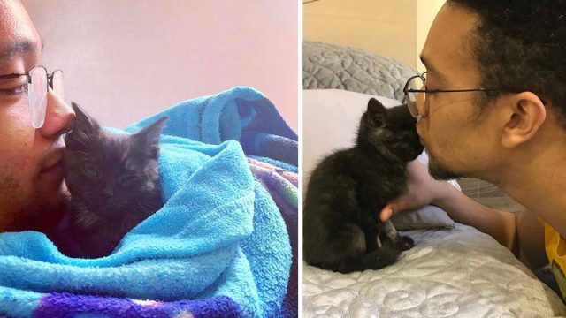 Gatito sale adelante con ayuda de una pareja amable y se convierte en el gato más dulce
