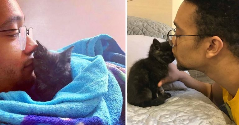 Gatito sale adelante con ayuda de una pareja amable y se convierte en el gato más dulce