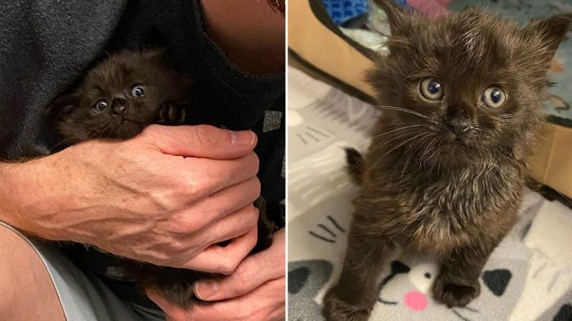 Gatito se acurruca en regazo de familia adoptiva