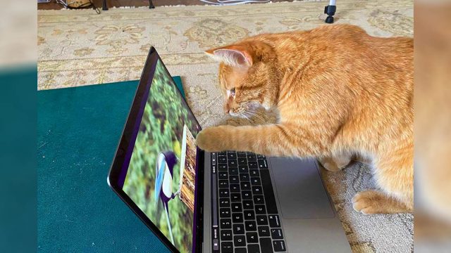 Gato aparece en casa de esta mujer todos los días para ver videos de aves
