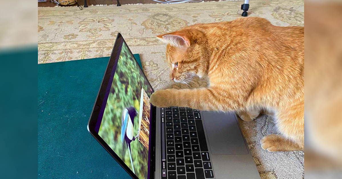 Gato aparece en casa de esta mujer todos los días para ver videos de aves