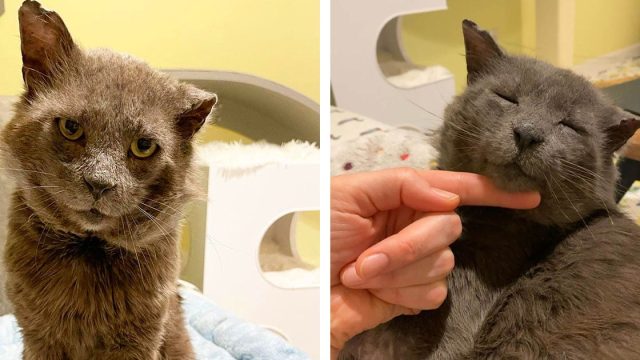 Gato con "aspecto de chico rudo" demuestra ser el osito de peluche más dulce