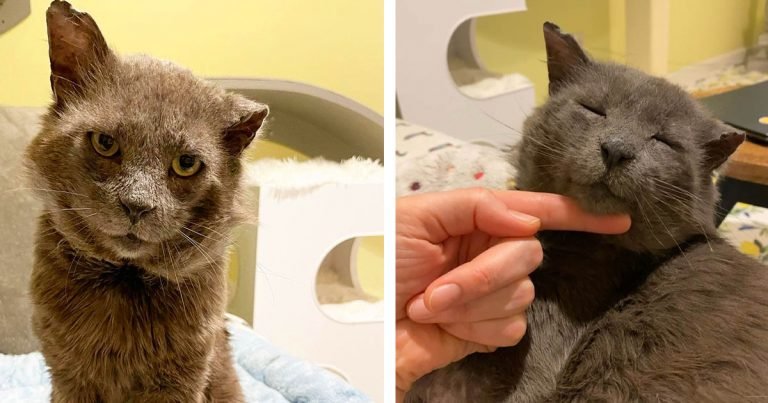 Gato con "aspecto de chico rudo" demuestra ser el osito de peluche más dulce