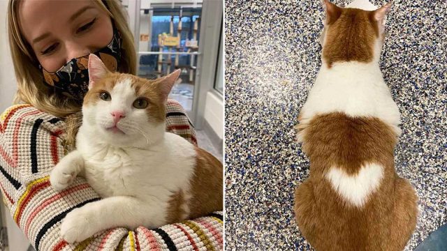 Gato con corazón en la espalda busca familia