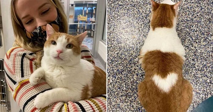 Gato con corazón en la espalda busca familia