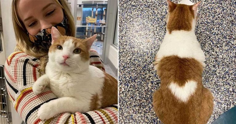 Gato con corazón en la espalda busca familia