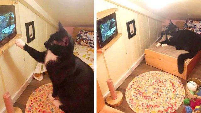 Hombre transforma el espacio detrás de la pared en un dormitorio para su gato