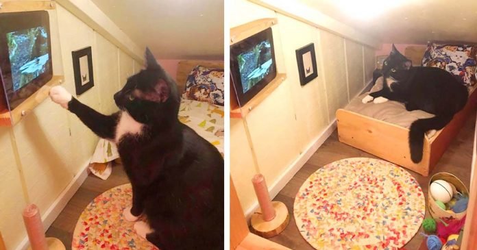 Hombre transforma el espacio detrás de la pared en un dormitorio para su gato
