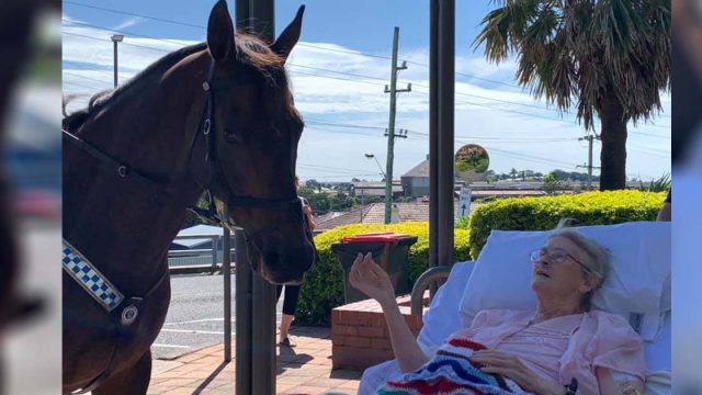 Mujer que ama a los caballos recibe la sorpresa más dulce