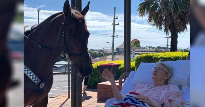 Mujer que ama a los caballos recibe la sorpresa más dulce