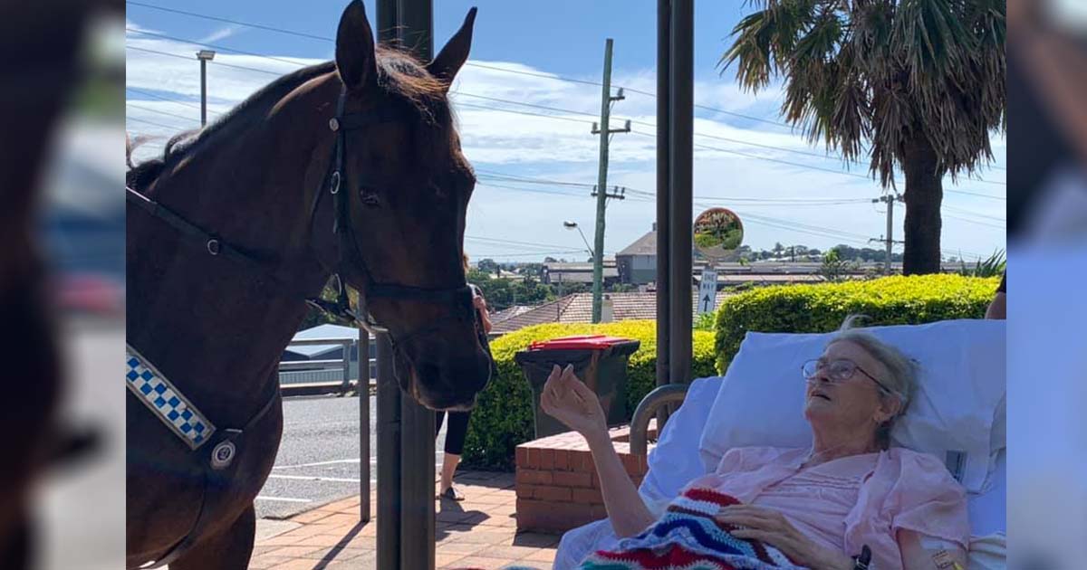 Mujer que ama a los caballos recibe la sorpresa más dulce