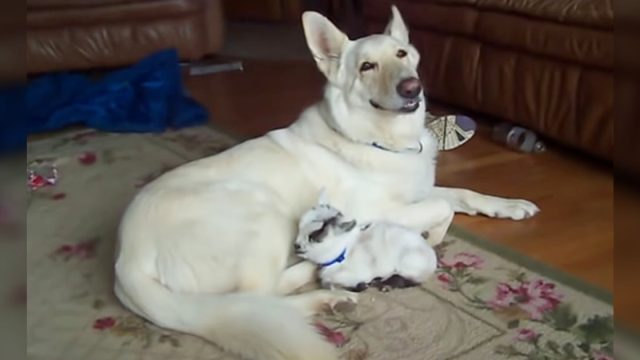 Pastor alemán blanco adopta a una cabra pigmea y la abraza como a su propio cachorro