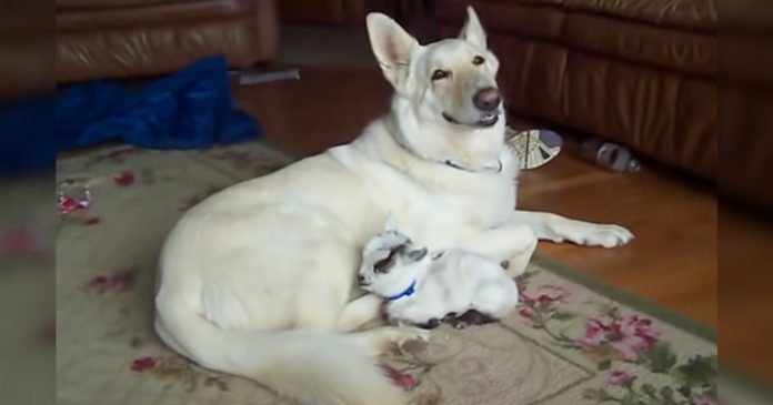 Pastor alemán blanco adopta a una cabra pigmea y la abraza como a su propio cachorro