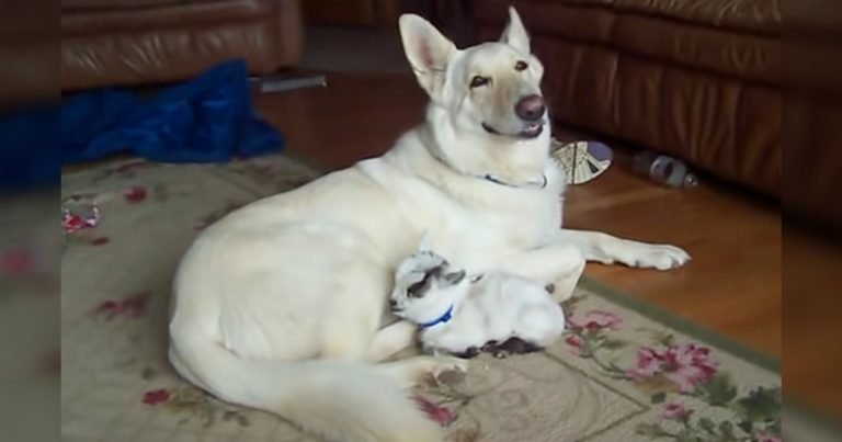 Pastor alemán blanco adopta a una cabra pigmea y la abraza como a su propio cachorro