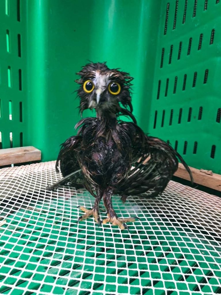 Pequeño búho rescatado necesitaba un baño, y las fotos son adorables