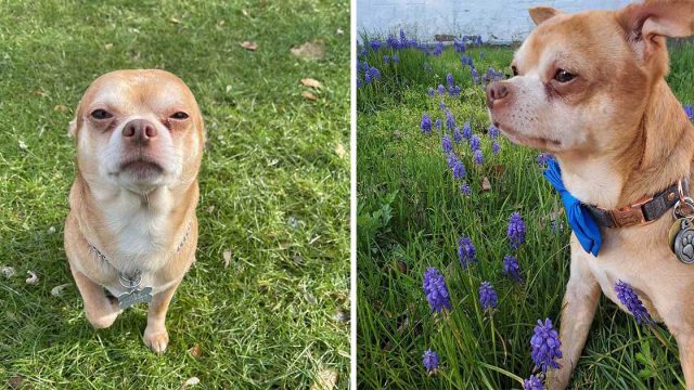 Pequeño chihuahua que odia casi todo