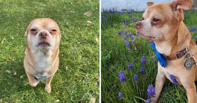 Pequeño chihuahua que odia casi todo