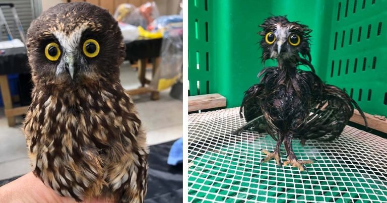 Pequeño búho rescatado necesitaba baño